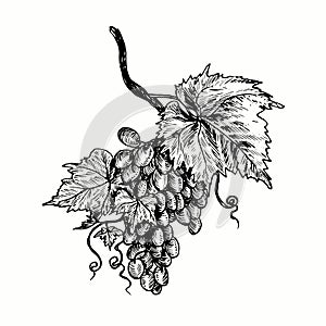 Bunche of grapes with leaf. Ink black and white drawing photo